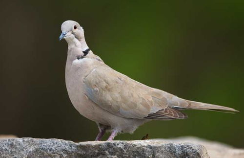 斑鸠吃什么？揭秘斑鸠饮食全攻略，让爱鸟健康快乐成长