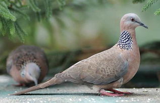 斑鸠吃什么？揭秘斑鸠饮食全攻略，让爱鸟健康快乐成长