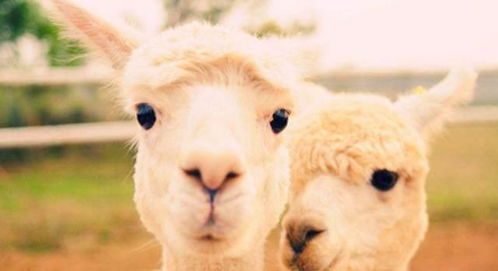 羊驼教育：个性化学习路径，告别死记硬背，让学习成为快乐探索