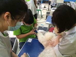 宠物美容培训全攻略：从零基础到专业美容师的捷径，轻松掌握高薪技能