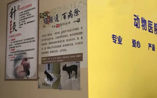 中医望闻问切：揭秘千年诊断智慧，轻松掌握健康密码