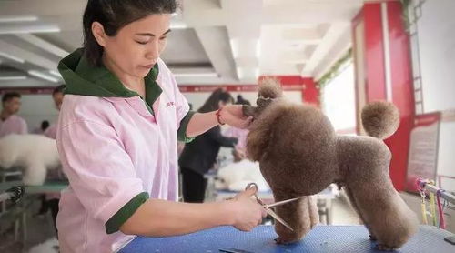 宠物美容师培训学校：零基础到专业美容师的完整指南，轻松掌握高薪技能