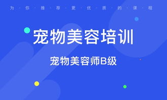 宠物美容师培训学校：零基础到专业美容师的完整指南，轻松掌握高薪技能