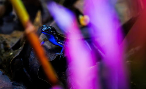 黑光摄影入门指南：轻松掌握荧光世界拍摄技巧，让黑暗绽放奇幻色彩