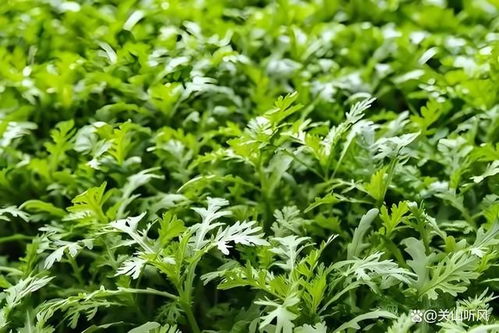 邹菊养殖方法全攻略：轻松掌握雏菊种植技巧，享受园艺乐趣