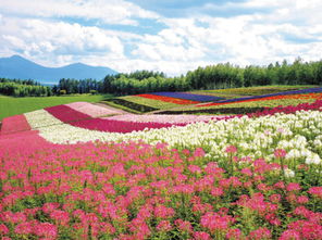 花菲植物全攻略：从种植养护到文化应用，轻松养好精灵之花