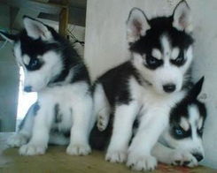 白色哈士奇饲养全攻略：从起源、特征到日常护理与健康管理，让你轻松养好这只雪白精灵