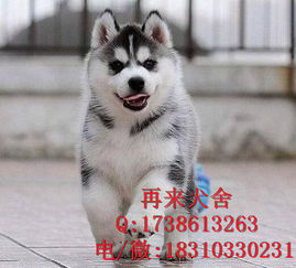 白色哈士奇饲养全攻略：从起源、特征到日常护理与健康管理，让你轻松养好这只雪白精灵