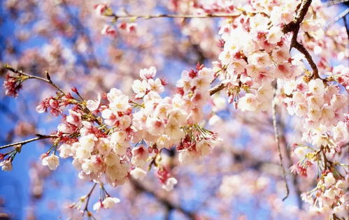 广州樱花观赏指南：最佳时间、地点与拍照技巧全攻略，轻松捕捉春日浪漫