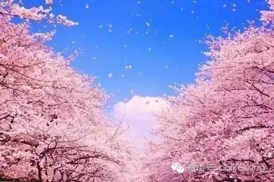 广州樱花观赏指南：最佳时间、地点与拍照技巧全攻略，轻松捕捉春日浪漫