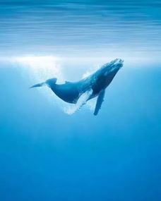 小海燕：海洋生态的灵巧舞者，揭秘其生存智慧与保护意义