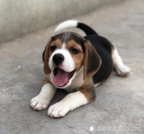 波士顿犬训练与健康管理全攻略：轻松养出快乐健康的美国绅士犬