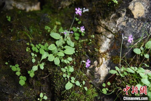 黄蕊植物全解析：从生物学特征到养护技巧，轻松打造金色花园