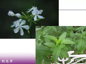 黄蕊植物全解析：从生物学特征到养护技巧，轻松打造金色花园